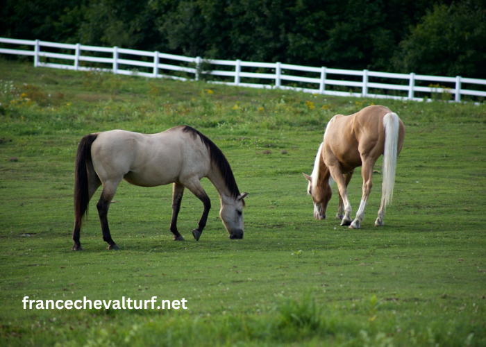 Cheval DE Base