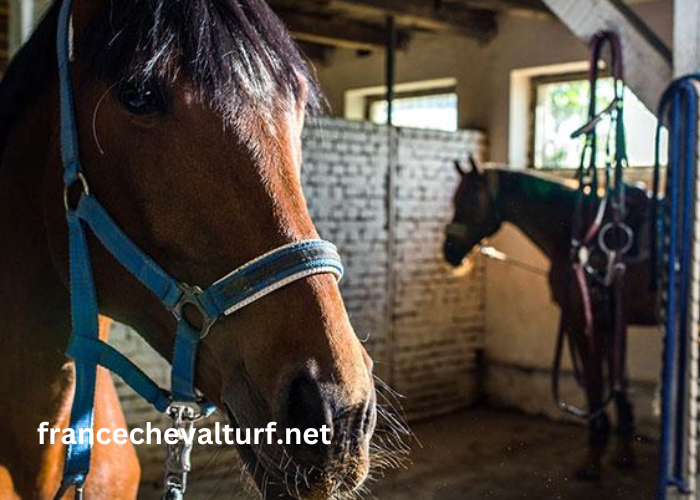 Elimination Des Chevaux