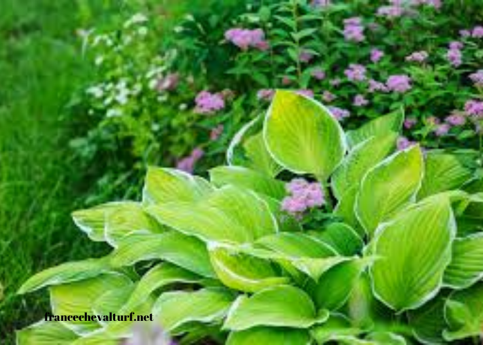 Perennial Garden