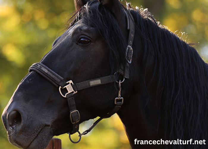 Élimination Des Chevaux