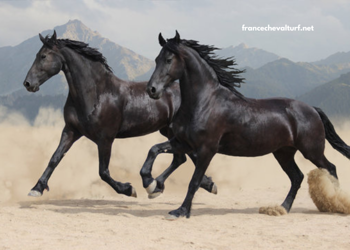 Un Cheval Par Jour