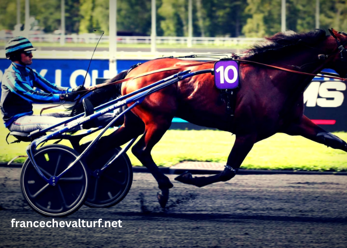 Francechevalturf: Expert en Pronostics et Résultats De Courses
